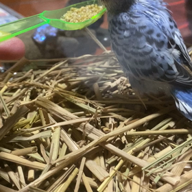 初めまして、きくりちゃんです。の画像