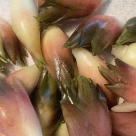 みょうがの画像