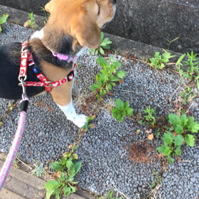 びびるマンの画像