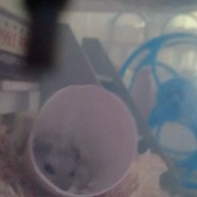 筒で遊ぶハムスターの画像