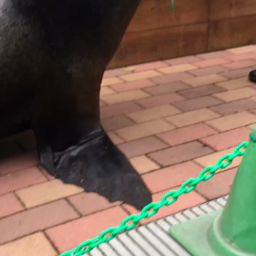 【髪の長さが、過去最高になりまして】の画像