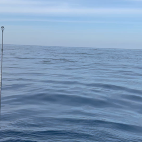 サンマ追いブリの画像