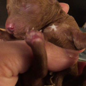 大発見‼️ くるみちゃんベビーの星の画像