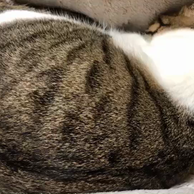 赤ちゃん気分でしっぽをチューチューの画像