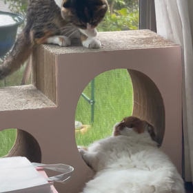 お外に出たーいの画像