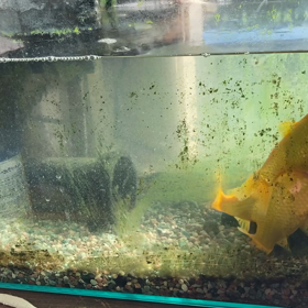 キンキンの遊び時間の画像