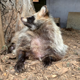 エゾタヌキ飼育日誌（R1.7.23）の画像