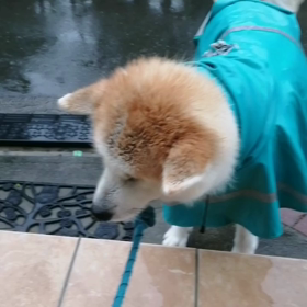雨☔というより、嵐☔❓未来丸はもちろんヤル気無し、飼い主も珍しくテンション低くヤル気無し❗台風の画像