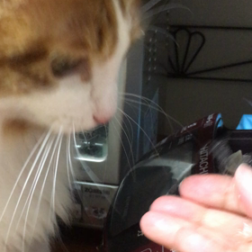 うちのにゃんずの七不思議の画像