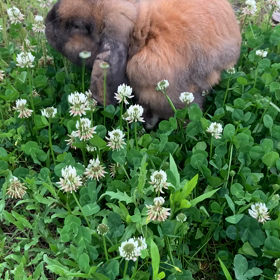 葉っぱよりお花が好きな模様の画像