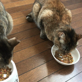 みんな整列！の画像