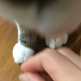 メルカリのポイント。ストレス！チップとデールの画像