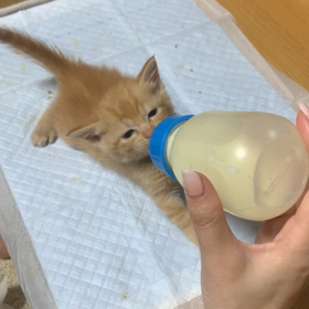 茶トラーズが来て1週間。の画像