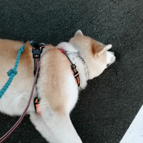 前半は未来丸の思うがままに散歩してみました。案の定のんびりチンタラ散歩したあげく、1km 地点での画像