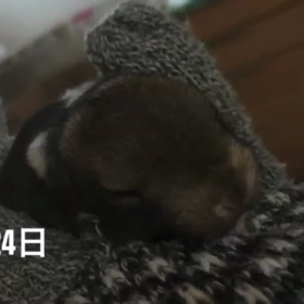 愛すべき(^-^)の画像