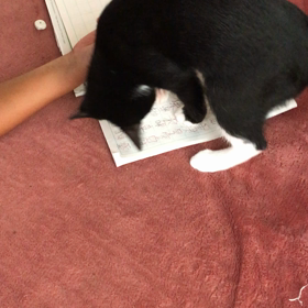 孫の宿題とネコちゃん^_^;の画像