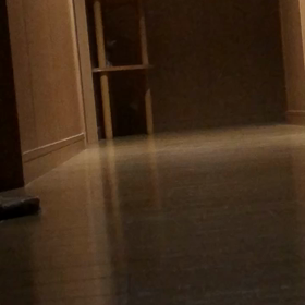 千葉の家が心配で主人との会話。幼稚園からの友達と孫。保護猫デールちゃんにやめてほしい事。の画像