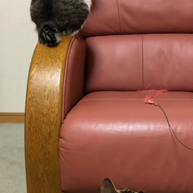 猫じゃらし！療育センターの件にびっくり！ジム活の前に…の画像