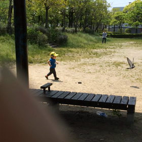 ハトを追いかけるの画像