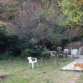 犬は喜び庭駆け回るの画像