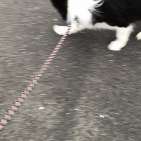 車にビビルまろチャンの画像