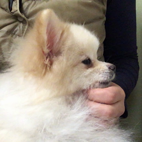 これって極楽？『リコッタ』ちゃんの画像