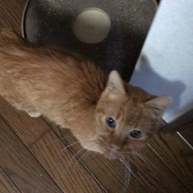 ごぁん、ごぁんの画像