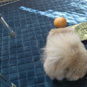 ライバルの画像