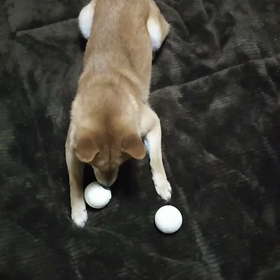 大好きな遊び❗の画像