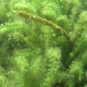 【音】【存在感】の画像