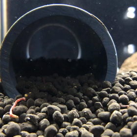 渓流魚水槽33の画像