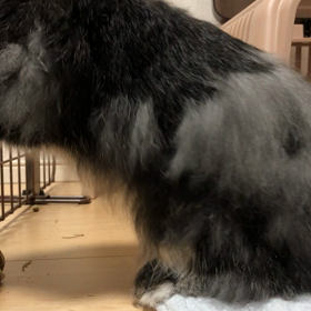 うさパンチの画像