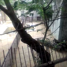 2015/7/19  王子カピ チュンさんの動かない動画の画像