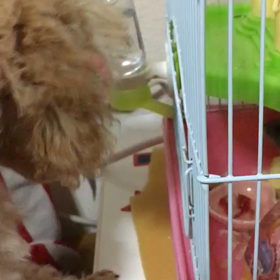 いっちゃん、ハムスターのマロンと初対面❣️の画像