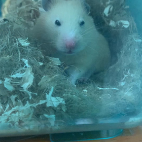 チルちゃんの画像