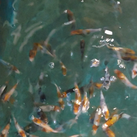 赤虫、慣れたwの画像