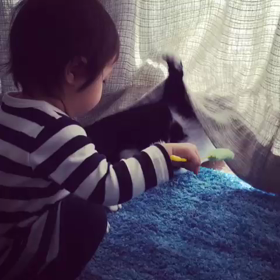 １歳児の猫使いの画像