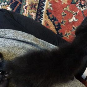 １４日目コネコ＊ヨジノボリ。の画像