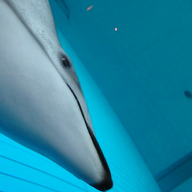 イルカと遊ぶの画像