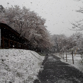 追伸　　満開の桜と雪、、そしての画像