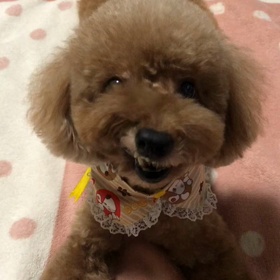 今年も一年ありがとうございました。の画像