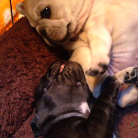 キャメロンベビーの画像