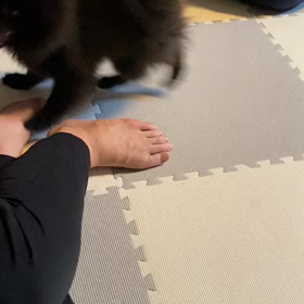 ポメの動画♡の画像