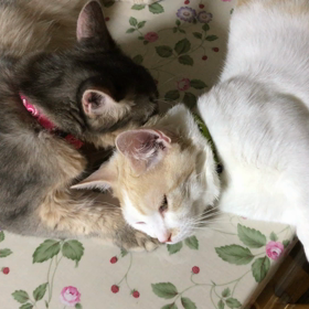 あま〜いの画像