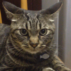 しっぽ！の画像