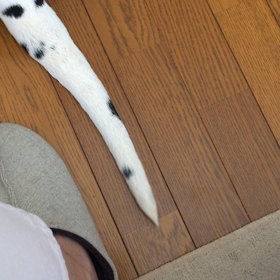 しっぽ ふりふりの画像