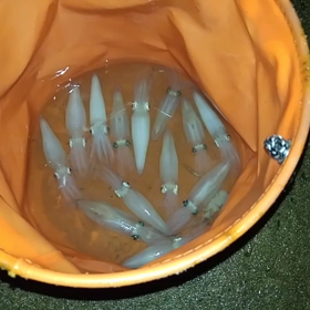 いかごすくい。の画像