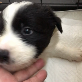 福島お問い合わせの子犬の画像