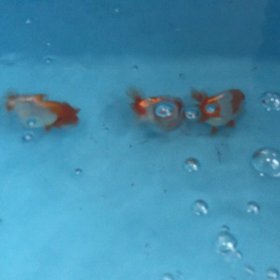 らんちゅうの画像