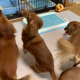 さんちゃんベビー♡遊ぶ ①の画像